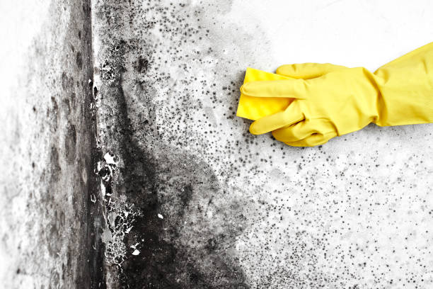 Best Mold Cleaning Services  in Mount Ephraim, NJ