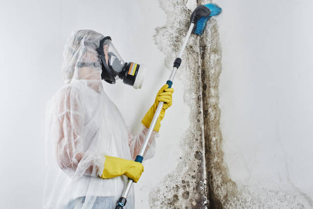 Best Residential Mold Removal  in Mount Ephraim, NJ