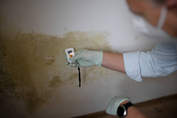 Best Residential Mold Removal  in Mount Ephraim, NJ