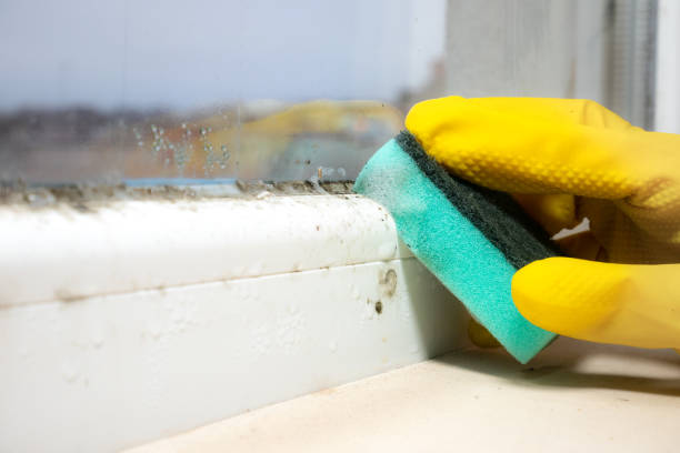 Best Affordable Mold Removal  in Mount Ephraim, NJ