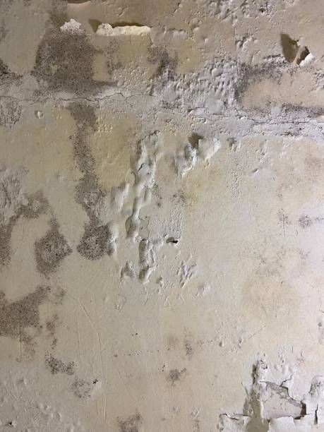 Best Attic Mold Removal  in Mount Ephraim, NJ
