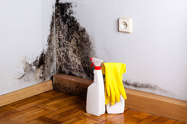 Best Mold Damage Repair  in Mount Ephraim, NJ